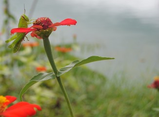 Obraz premium natural harmonization