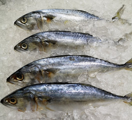 mackerel, fish, frozen, placed on ice