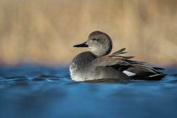 Water level view of male Gadwall duck with feathers ruffled on rich, wavy, cool, blue water with warm gold tones blurred in background.