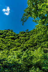 Germany, Moselkern Forest