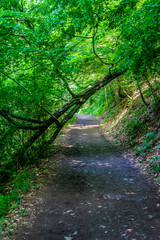 Germany, Moselkern Forest