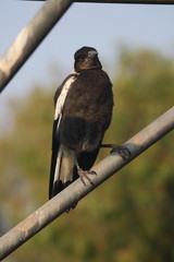 Magpie with Attitude in urban area Australia