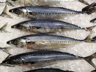 mackerel  fish  frozen  placed on ice