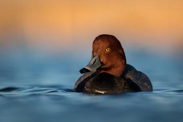 Water level view of male Redhead duck with an angry look on rich, wavy, cool, blue water with soft...