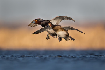 Water level view of male and female Redhead ducks preparing to land in wavy, cool water with wings...
