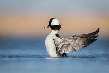 Fototapeta premium Water level view of male Bufflehead sitting up in the water with wings fully stretched back and droplets spraying during mating season in the soft blue water with warm tones in background