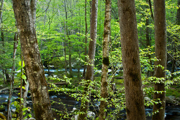 The Middle Prong of the Little River winds it's way through Smoky Mountains National Park near Townsend, Tennessee.