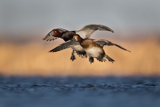 Water level view of male and female Redhead ducks preparing to land in wavy, cool water with wings cupped, feet dropping, and water droplets on bellies with soft warm gold tones and light blue tones