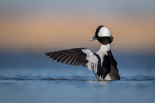 Water level view of male Bufflehead sitting up in the water with wings fully stretched forward and droplets spraying during mating season in the soft blue water with warm tones in background