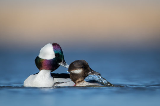 Water level view of male and female Bufflehead side profiles during mating as male grips feathers on the back of her head and they spin around in the soft blue water with warm tones in background