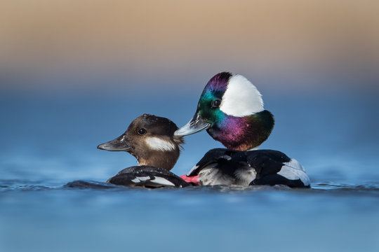 Water level view of male and female Bufflehead profile during mating with male gripping female's feathers on the back of her head as they spin in the soft blue water with warm tones in background