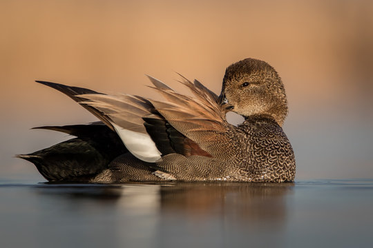 Water level view of male Gadwall preening with feathers layered and erect in soft light and muted background and calm water