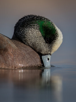 Water level view of male American Widgeon getting a drink from soft and peaceful water