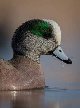 Water level view of male American Widgeon clapping bill shut with water droplets in soft and peaceful water