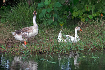 goose on lake