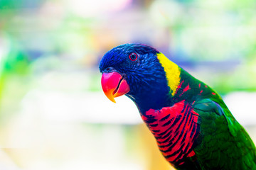 Multicolor Eclectus, Lorikeet. Parrot closeup. Copy Space