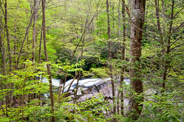 The Middle Prong of the Little River winds it's way through Smoky Mountains National Park near Townsend, Tennessee.