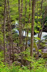 The Middle Prong of the Little River winds it's way through Smoky Mountains National Park near Townsend, Tennessee.