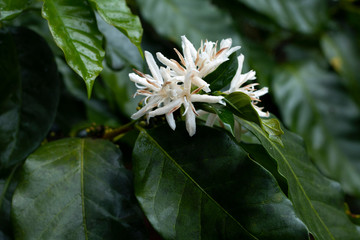 Flor de Café