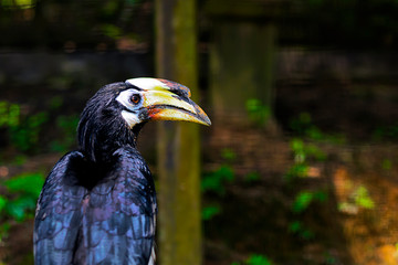 Winged, Eastern motley hornbill (Anthracoceros albirostris). Oriental, Wildlife animal from asia. rhino bird, copy Space soft focus