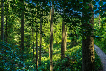 Obraz premium Germany, Moselkern Forest