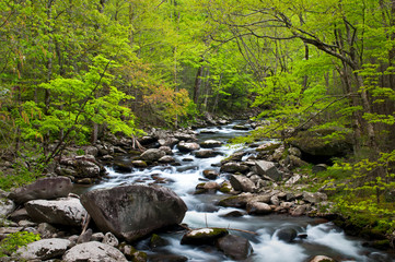 The Middle Prong of the Little River flows peacefully through a spring landscape in Great Smoky Mountains National Park.