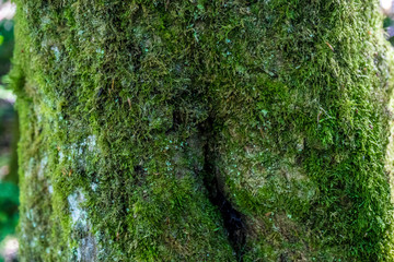 Germany, Moselkern Forest