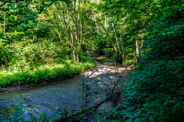 Germany, Moselkern Forest