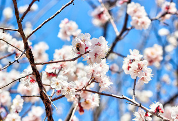 Plum Blossoms Blooming in Sunmaewon, Yangsan, Gyeongnam, South Korea, Asia