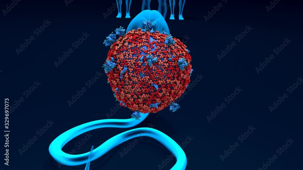 Wall mural Species responsible for the human transmission of the Sars-CoV-2 coronavirus 