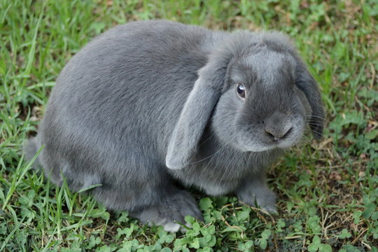 Blue lop cheap eared rabbit