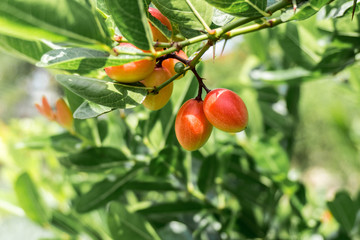 Karonda fruit on the tree