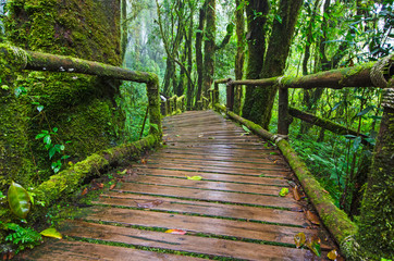 Beautiful green moss on old trees and wooden bridge in forest