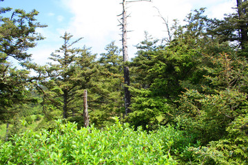 Fototapeta premium Forest in Oregon (OR 00556)