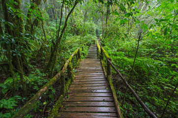 Old nature trail bridge in the forest of rainforest