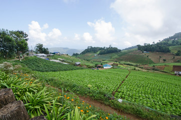 Fototapeta na wymiar Green vegetables garden and houses of tribal in Thailand