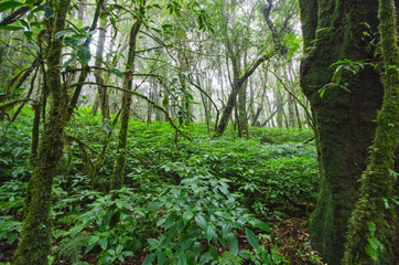 Wet green shrubs under trees with moss in rainforest