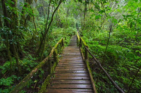 Fototapeta Old nature trail bridge in the forest of rainforest
