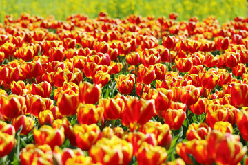 かわいいチューリップ