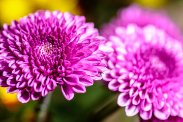 flower with drops of water