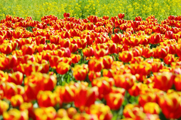 かわいいチューリップ