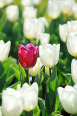 かわいいチューリップ