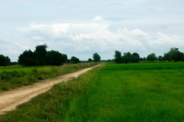 Fototapeta na wymiar Phumĭ O Srâlau Cambodia - Rice Field Road