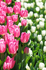 かわいいチューリップ