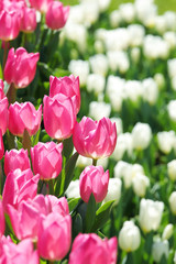 かわいいチューリップ