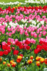 かわいいチューリップ