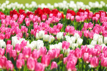 かわいいチューリップ