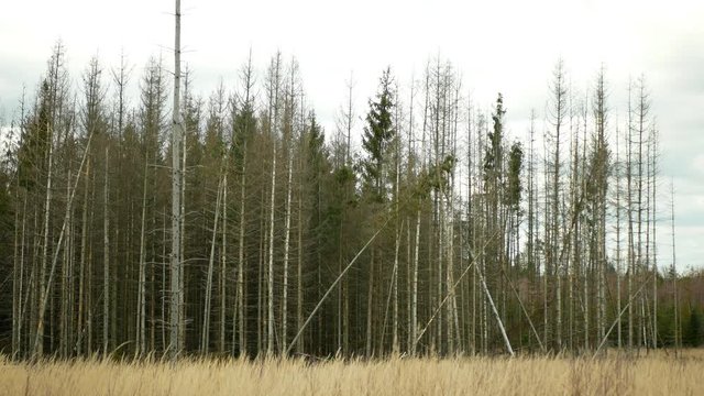 Bark wood beetle pest Ips typographus infestation, spruce bast tree infested attacked by European spruce, making their way in wood larva and larvae, clear cut calamity, cutting deforestation