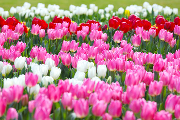 かわいいチューリップ