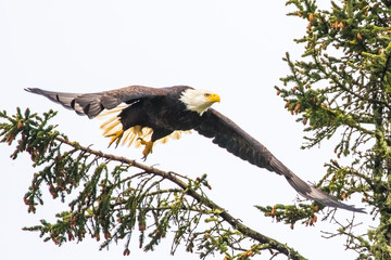 Majestic Bald Eagle Launching into Flight